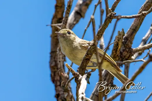 Hutton's Vireo