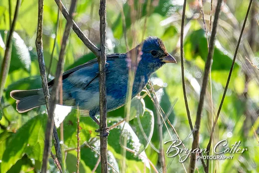 Indigo Bunting