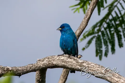 Indigo Bunting