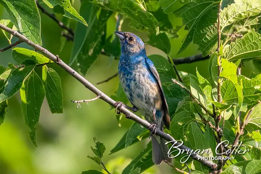 Indigo Bunting