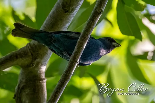 Indigo Bunting