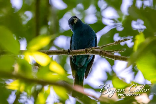 Indigo Bunting