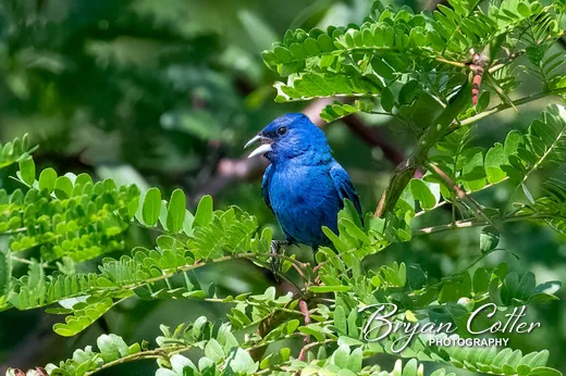 Indigo Bunting