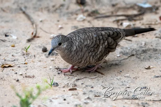 Inca Dove photographed in the Rio Grande Valley region of Texas by Bryan Cotter