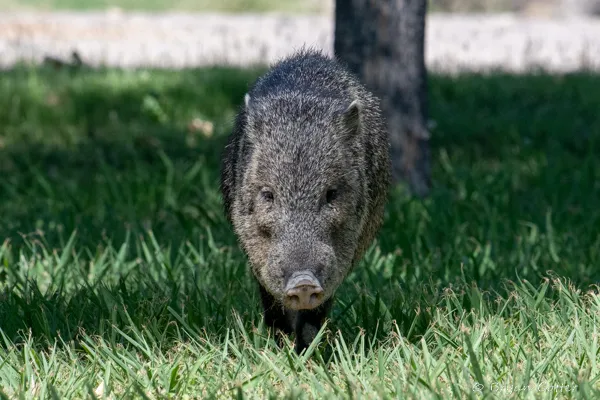 Collared Peccary