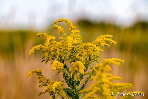 Julia's Goldenrod photographed in Texas by Bryan Cotter