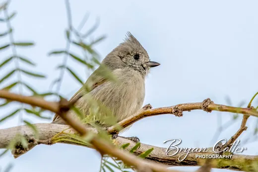 Juniper Titmouse