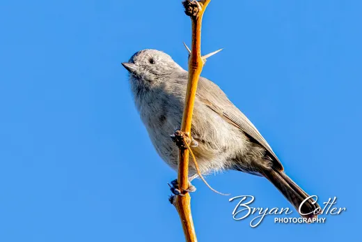 Juniper Titmouse