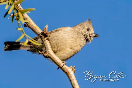 Juniper Titmouse