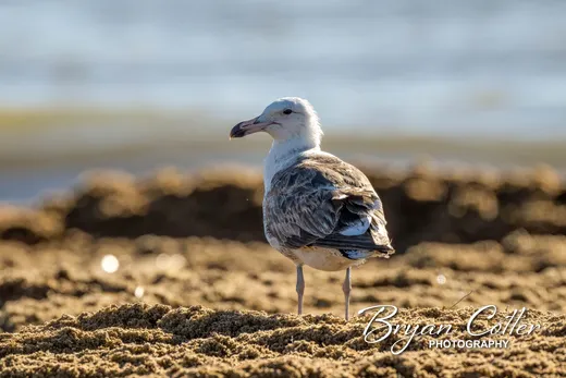 Kelp Gull