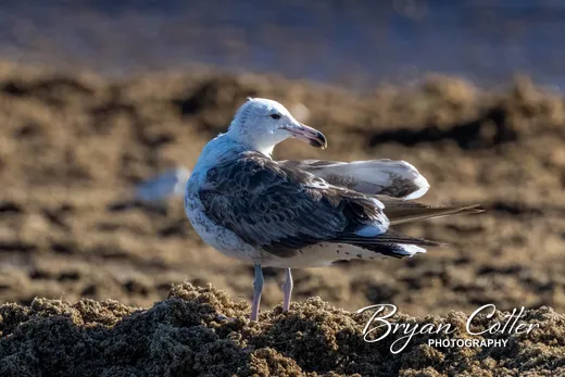 Kelp Gull