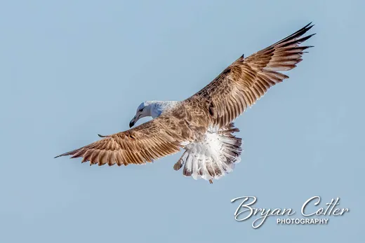 Kelp Gull