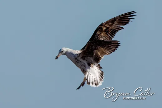 Kelp Gull