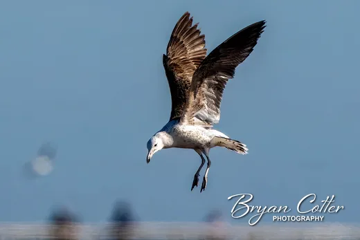 Kelp Gull