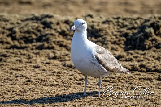 Kelp Gull