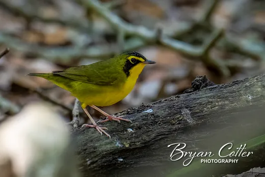 Kentucky Warbler