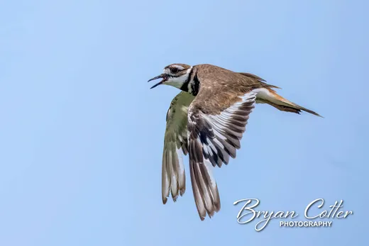 Killdeer