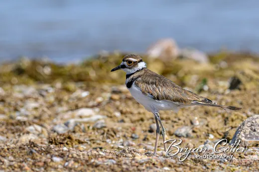Killdeer