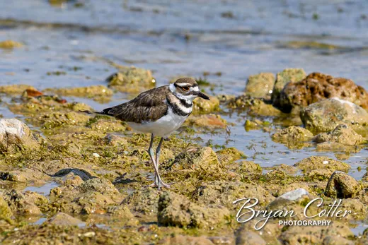 Killdeer