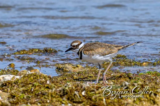 Killdeer