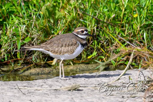 Killdeer