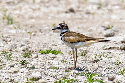 Killdeer
