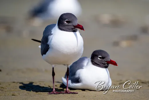 Laughing Gull