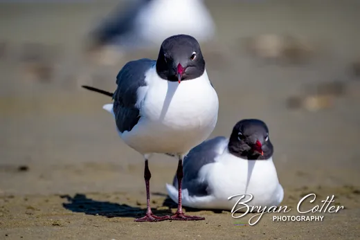 Laughing Gull