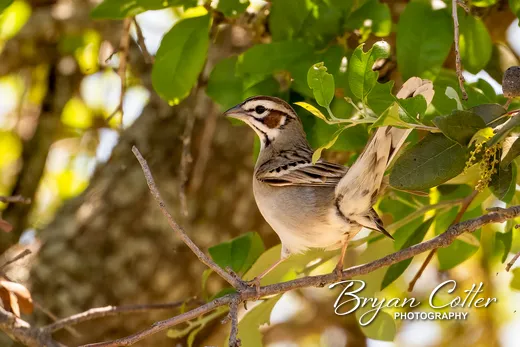 Lark Sparrow