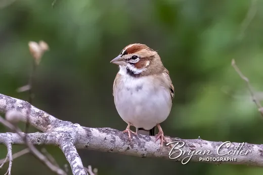 Lark Sparrow