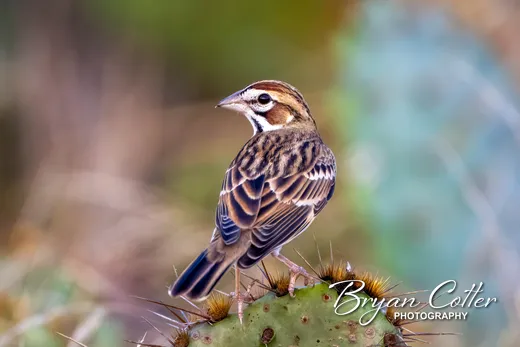 Lark Sparrow photographed in Texas by Bryan Cotter