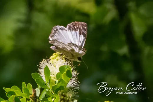 Laviana White-Skipper