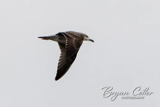 Lesser Black-backed Gull photographed in Texas by Bryan Cotter