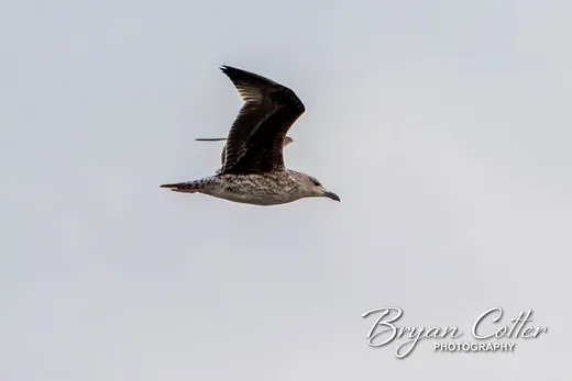 Lesser Black-backed Gull