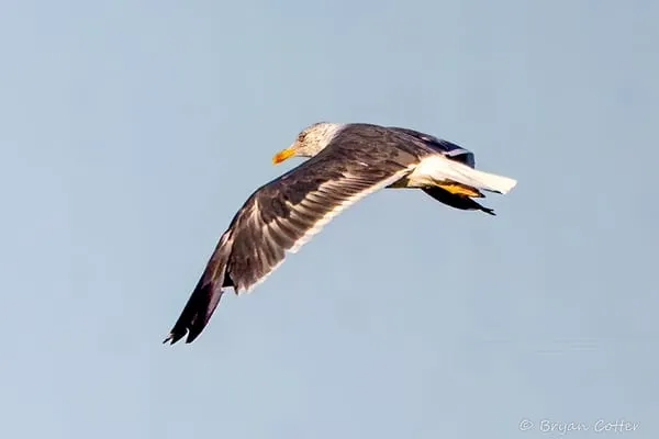 Lesser Black-backed Gull