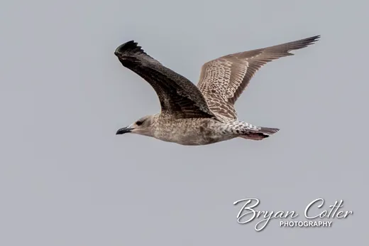 Lesser Black-backed Gull