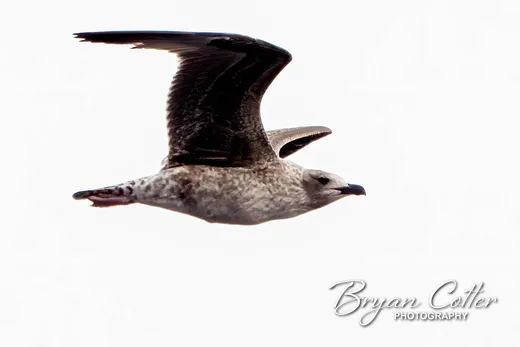 Lesser Black-backed Gull