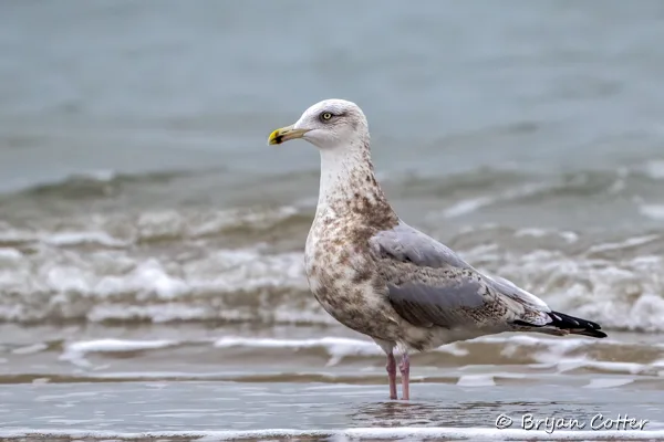 Lesser Black-backed Gull