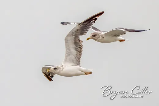 Lesser Black-backed Gull photographed in Texas by Bryan Cotter