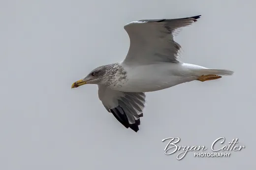 Lesser Black-backed Gull