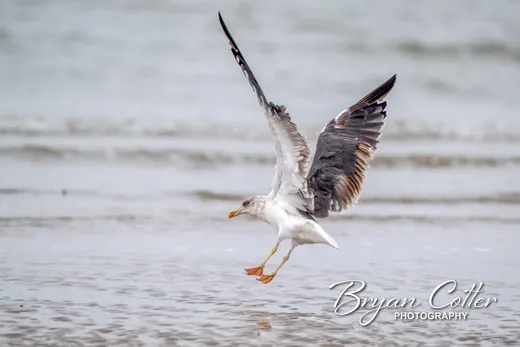 Lesser Black-backed Gull
