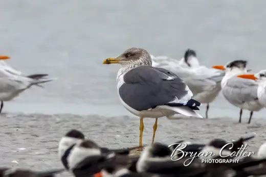 Lesser Black-backed Gull