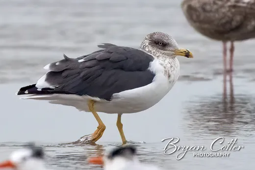 Lesser Black-backed Gull