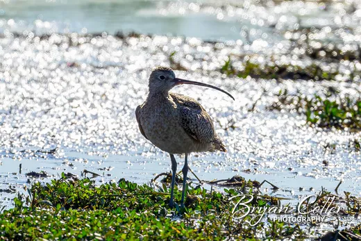 Long-billed Curlew photographed in Texas by Bryan Cotter