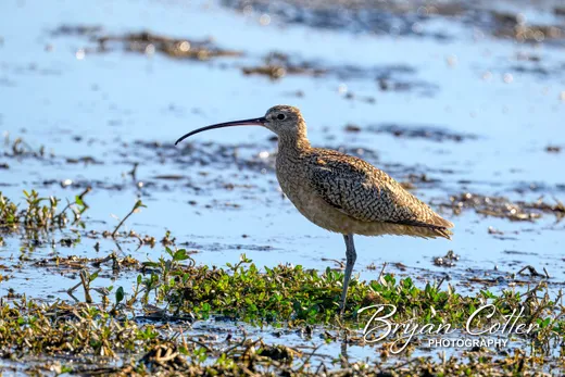 Long-billed Curlew