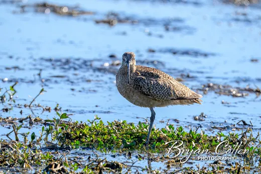 Long-billed Curlew