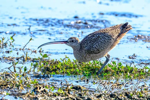 Long-billed Curlew