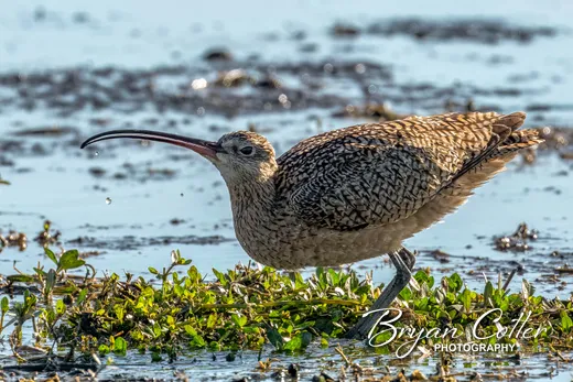 Long-billed Curlew