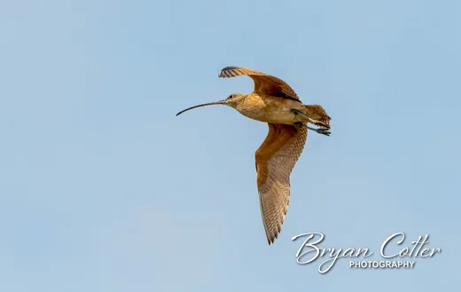 Long-billed Curlew