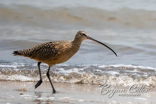 Long-billed Curlew